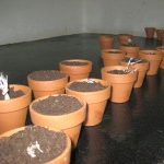 FiVo "Taufe"